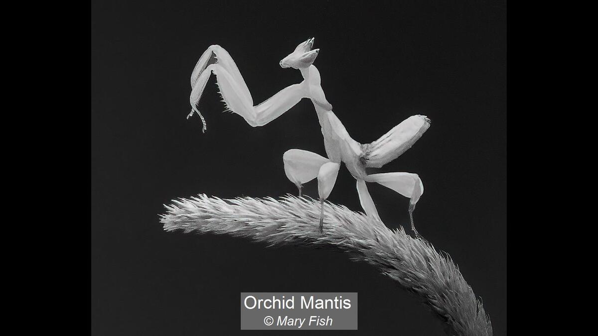 06_Orchid Mantis_Mary Fish